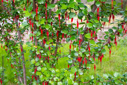 fuchsia-flowered gooseberry ( ribes speciosum) , the family of Grossulariaceae.  