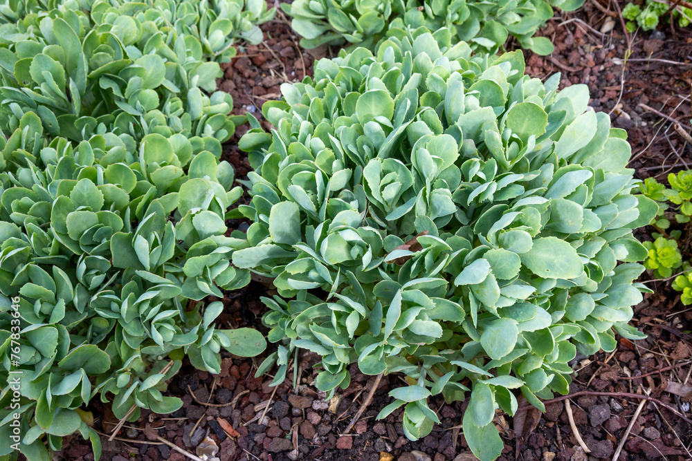 Showy stonecrop, ,Iceplant or Butterfly stonecrop ( sedum spectabile) is the family of Crassulaceae. Showy stonecrop, ,Iceplant or Butterfly stonecrop ( sedum spectabile) is the family of Crassulaceae.