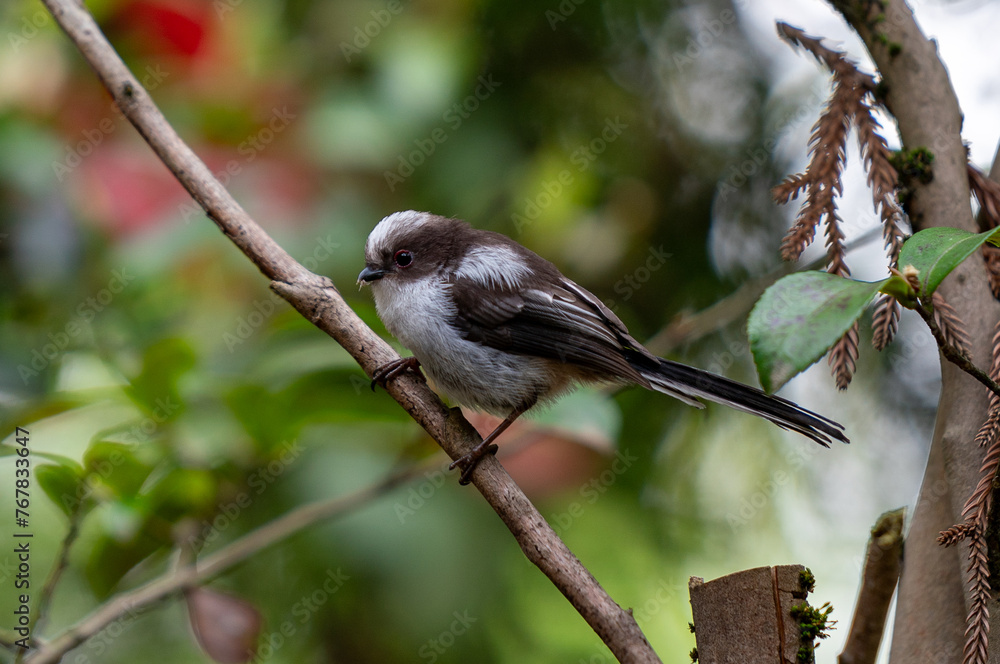 Obraz premium 枝にとまるエナガ