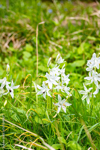 Ornithogalum nutans, known as drooping star-of-Bethlehem is a species of flowering plant in the family Asparagaceae,