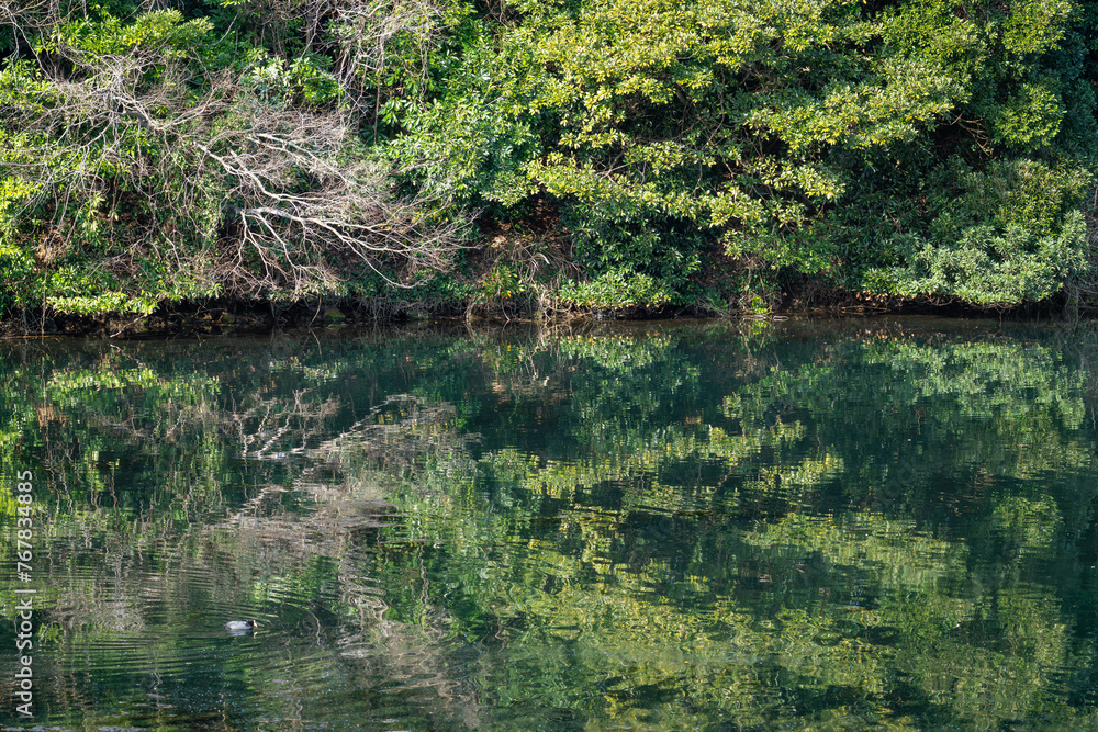 水面に映った緑
