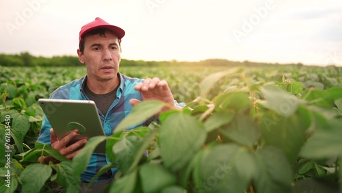 the farmer works in the field with soybean. farmer work in tablet a soybean plantation field beans concept. business agriculture. soy bean growing vegetables plant. bio agriculture farm light