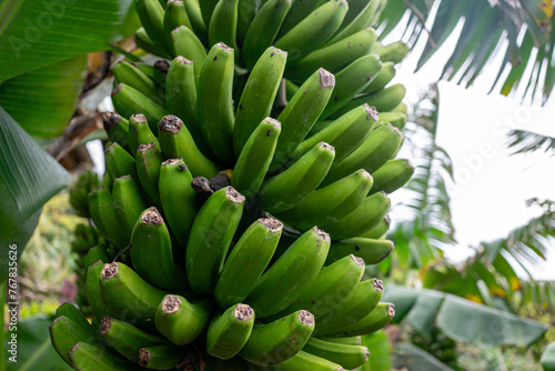 Cluster of green bananas hanging on a banana tree in Terceira Island, Azores. Vibrant tropical scene.