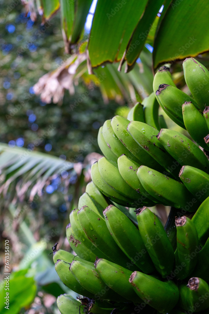 Cluster of green bananas hanging on a banana tree in Terceira Island, Azores. Vibrant tropical scene. Cluster of green bananas hanging on a banana tree in Terceira Island, Azores. Vibrant tropical scene.