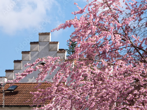 Blühender Baum im Frühjahr 