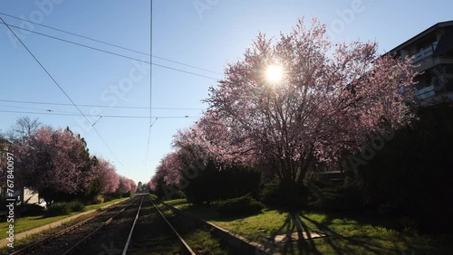 4K wide angle video with an iconic beautiful tram line in Bucharest surrounded by blossom spring tree with spring flowers. Public transportation in Romania. photo