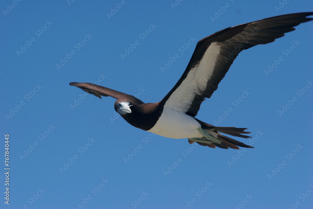 Obraz premium Fou brun à pied bleu