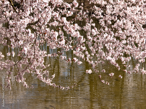 die Zweige eines rosa blühenden Baumes über dem wasser eines Sees