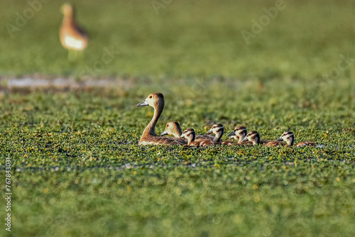 Lesser whistling duck with chicks photo