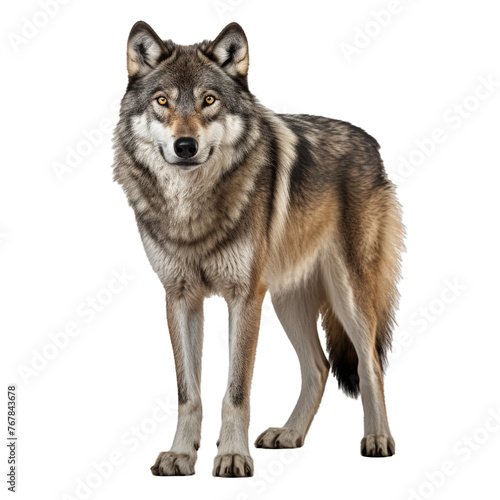 Portrait of gray wolf isolated on white transparent background  png