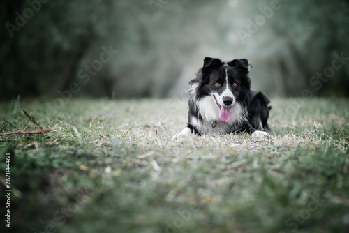 Energetic Border Collie Running in Meadow