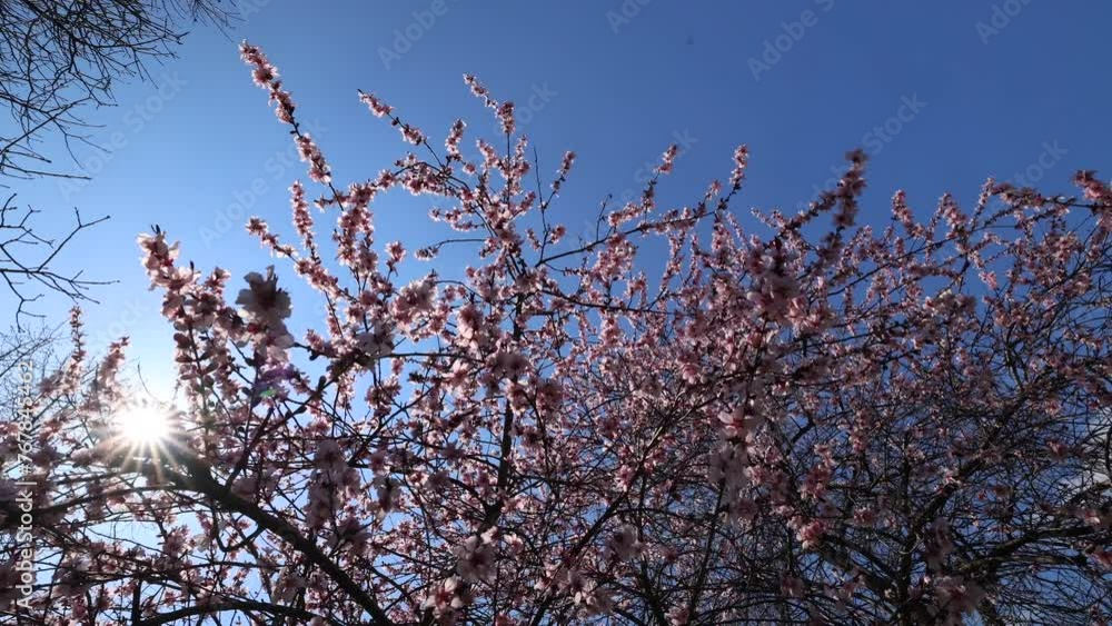 Spring flowers video. Close up 4K video with some white pink blossom tree flowers in direct sunlight. Spring flowers video. Close up 4K video with some white pink blossom tree flowers in direct sunlight.