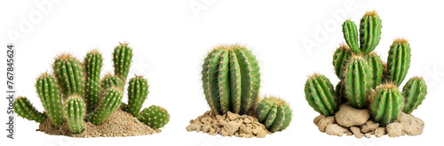 Set of cacti cut out photo