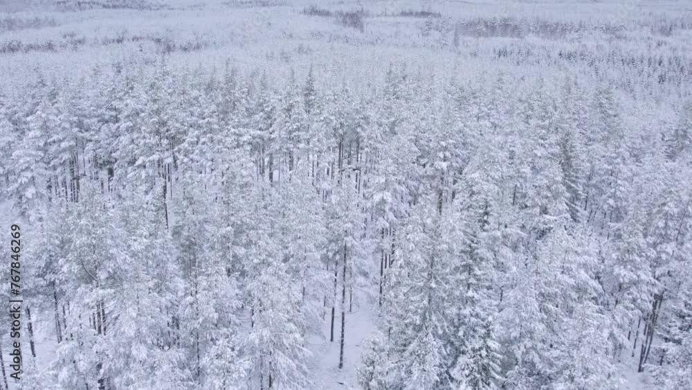 Slow fly over snow covered pine trees in Sweden Slow fly over snow covered pine trees in Sweden