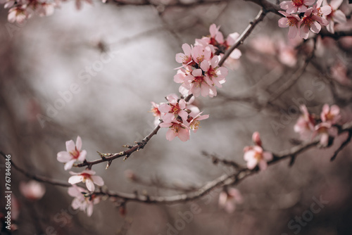 Spring flowering of a fruit tree of a delicate pink color close-up