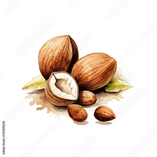 Alnuts drawing by watercolorhand drawn. Vector illustration design photo