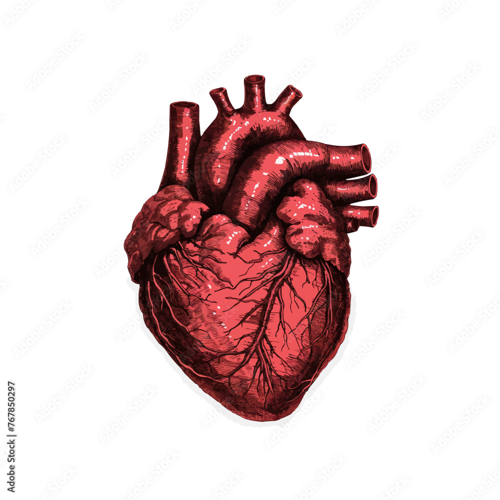 Hand-drawn red heart isolated on white background. Vector illustration isolated on transparent background Hand-drawn red heart isolated on white background. Vector illustration isolated on transparent background