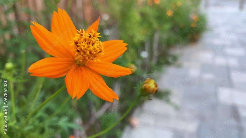 Beautiful orange cosmo flower with blurred background Beautiful orange cosmo flower with blurred background