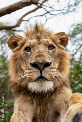 Majestic young lion gazing forward  natural habitat portrait