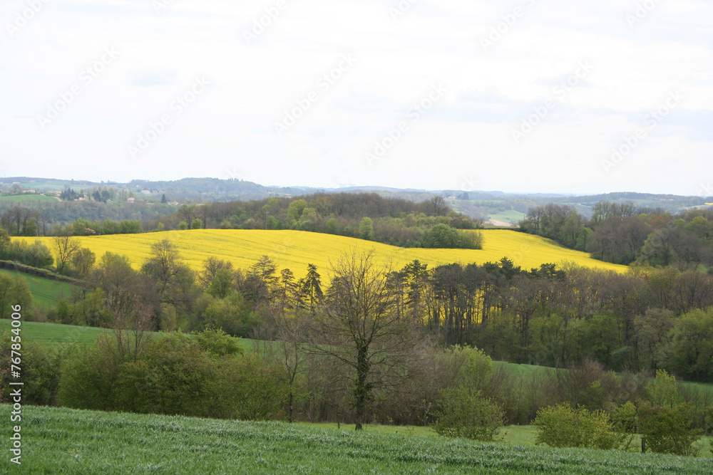 Obraz premium A beautiful Bavarian landscape of rapeseed fields in North Franconia, Germany..