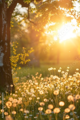 Sunset Glow Over a Field of Dandelions © Tadeusz