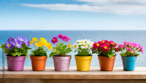 Flowering seedlings in pots on a wooden shelf. Sea and blue sky in the background. Seasonal concept