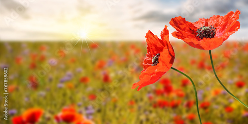 Beautiful poppy field at sunrise, panoramic format with copy-space.