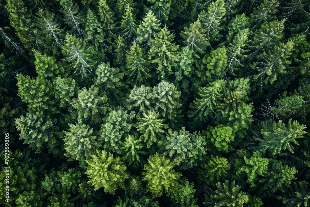 Birds eye view of a lush forest with a plethora of tall trees creating a dense canopy