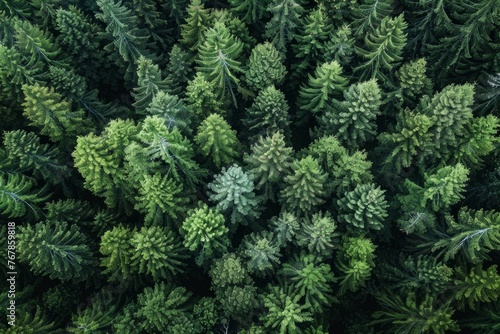 A top view of a dense green forest filled with tall trees  showcasing the richness and diversity of the natural environment