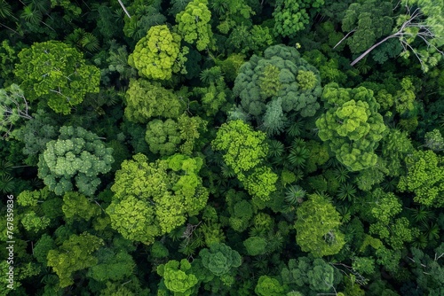 An aerial perspective of a dense forest with a multitude of tall trees covering the landscape © Ilia Nesolenyi