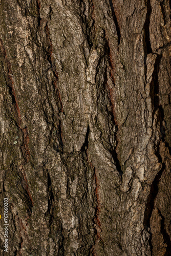 the texture of the layer of tree bark that is crusty or has a cracked or cracked texture