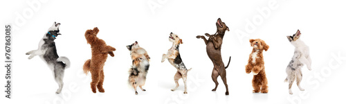 Banner. Collage. Dogs of different breeds jumping happily on their hind legs against white studio background. Concept of animal, wildlife, pets and owners, grooming, veterinary. photo