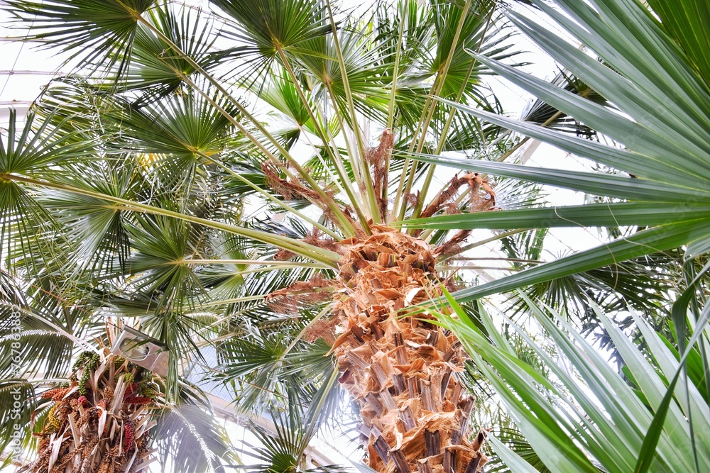 Palm leaves in a tropical greenhouse.Natural background. Palm leaves in a tropical greenhouse.Natural background.