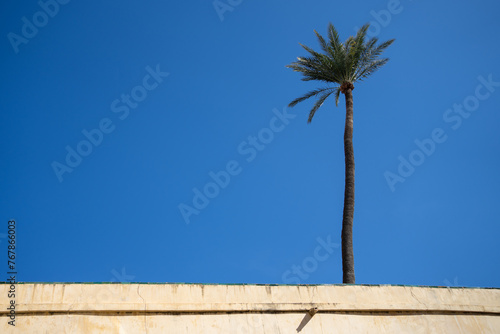 Single palm tree against blue sky 