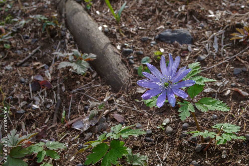 Obraz premium 明治神宮の美しいアネモネ