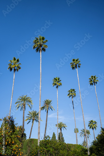 Thin palm trees at various heights against blue sky - portrait orientation