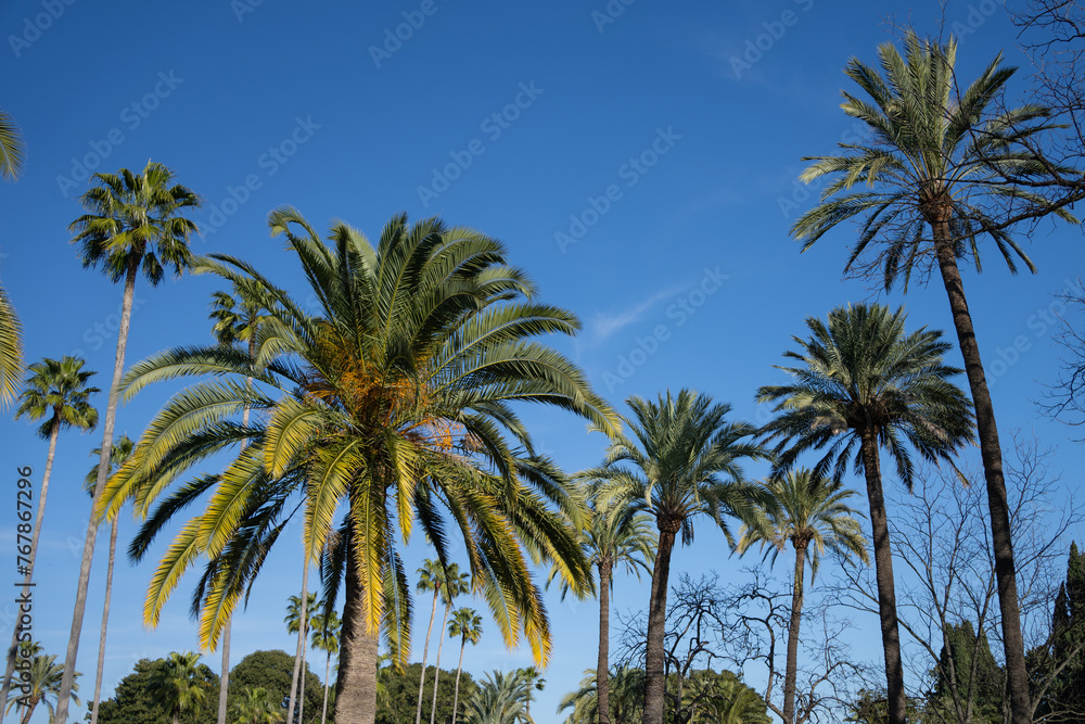 Multiple palm trees at different heights against a blue sky 