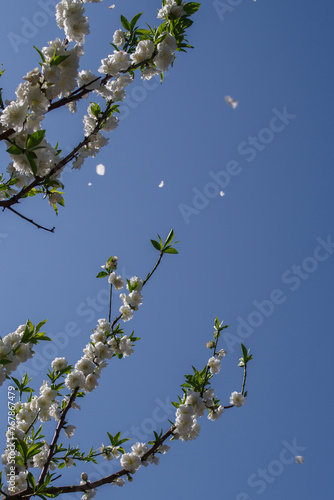 東京港区赤坂氷川公園でハナモモの花吹雪
