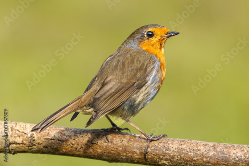 A single robin perched on a branch