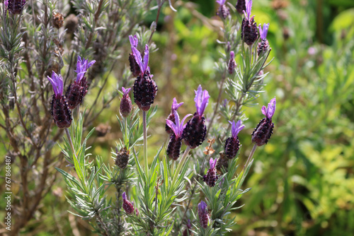 Foto Lavandula stoechas or French Lavender in the garden