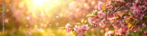 Beautiful pink sakura flowers blooming in spring, panoramic banner. Blossoming branch of Japanese cherry on a background of sunset.