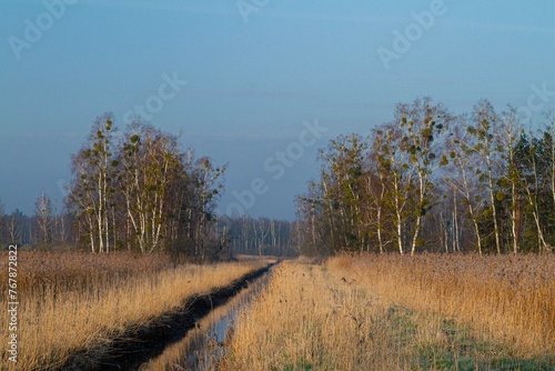 Fototapeta Naklejka Na Ścianę i Meble -  Brzozy w polskim krajobrazie wczesną wiosną