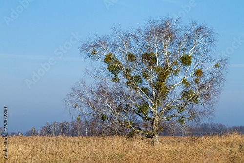 Fototapeta Naklejka Na Ścianę i Meble -  Brzozy w polskim krajobrazie wczesną wiosną