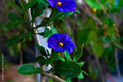 Blue potato bush (Lycianthes rantonnetii) photo