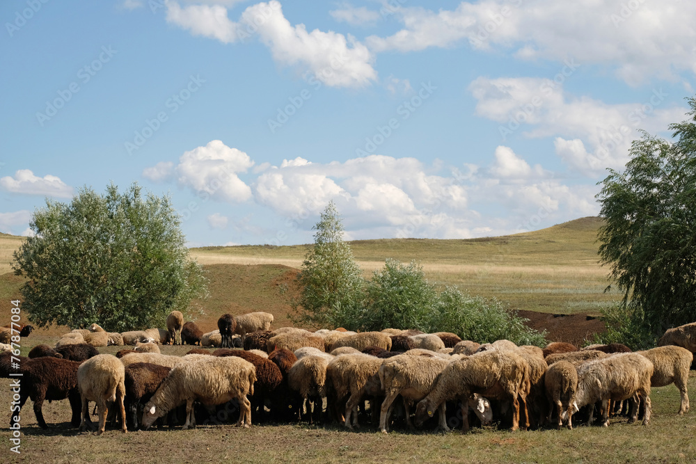 Obraz premium A herd of sheep grazes in the summer sun