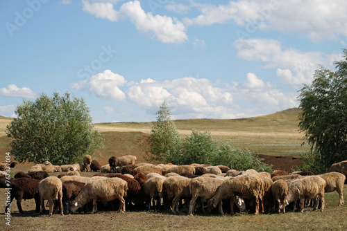 A herd of sheep grazes in the summer sun
