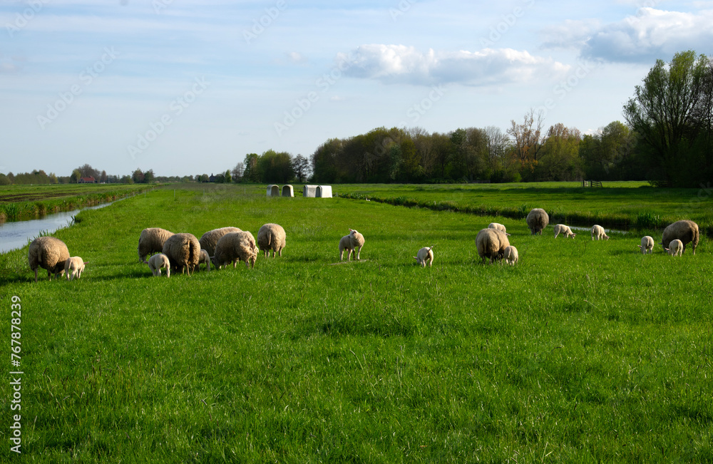 Obraz premium sheeps graze on a green meadow