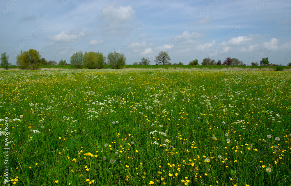 Landscape of green meadow