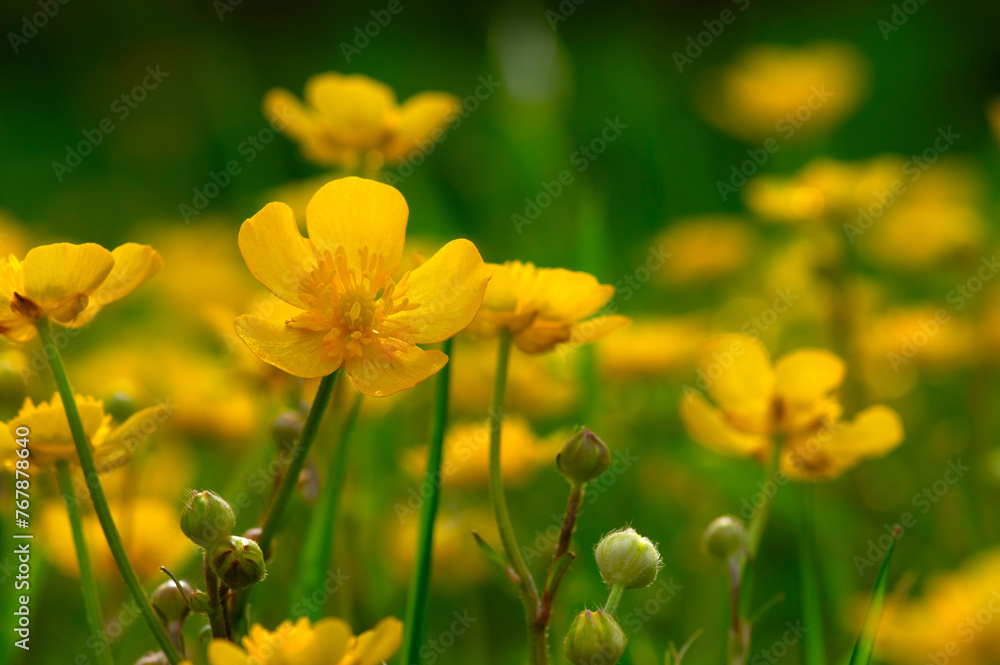 Yellow flowers on a field