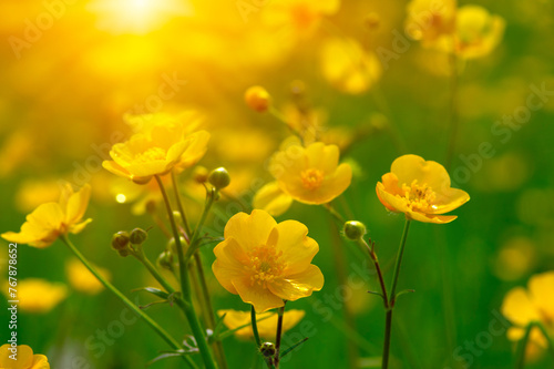 Spring yellow flowers on a field